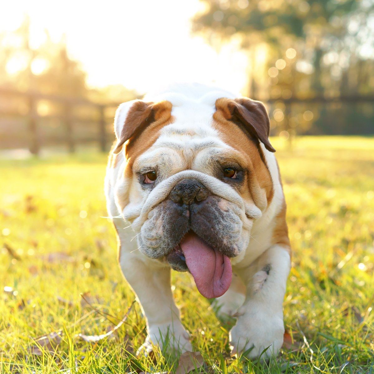 A brown and white English bulldog trots across green grass on a sunny day