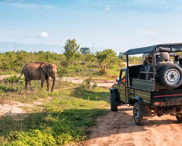 A group of people in an SUV spot an elephant while on safari.