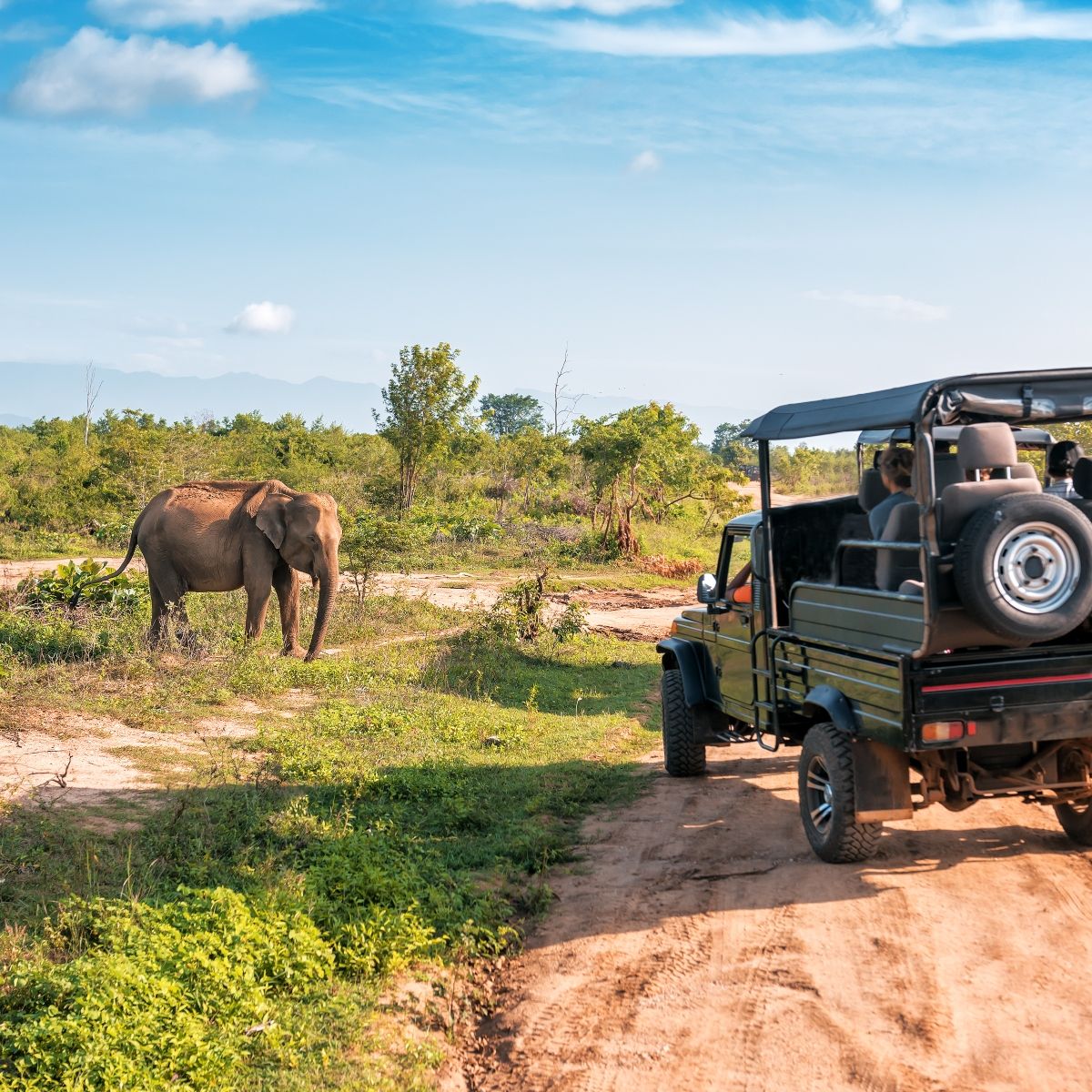 A group of people in an SUV spot an elephant while on safari.